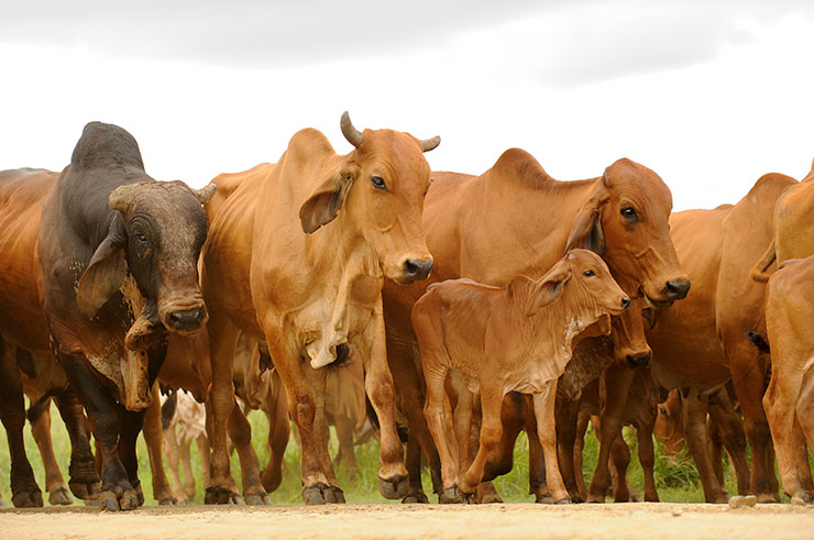 http://www.scenario.co.za/media/global/images/scenario/news/2018/08/cattle.jpg
